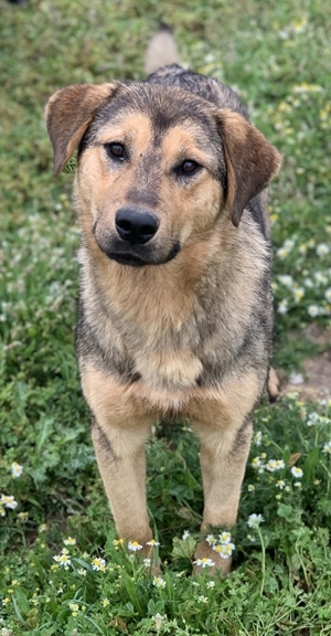 Bruno, geb. ca. 05/2020, lebt in GRIECHENLAND, auf einer privaten Pflegestelle Bild 5