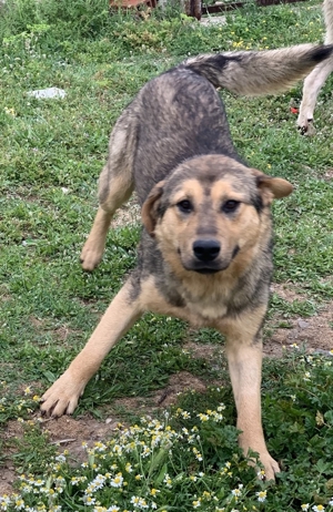 Bruno, geb. ca. 05/2020, lebt in GRIECHENLAND, auf einer privaten Pflegestelle Bild 7