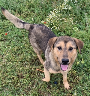 Bruno, geb. ca. 05/2020, lebt in GRIECHENLAND, auf einer privaten Pflegestelle Bild 10