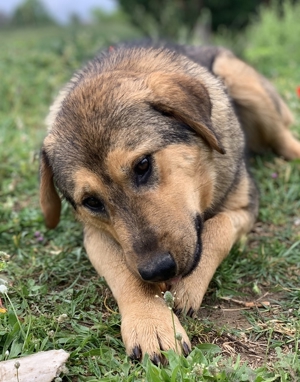 Bruno, geb. ca. 05/2020, lebt in GRIECHENLAND, auf einer privaten Pflegestelle Bild 18