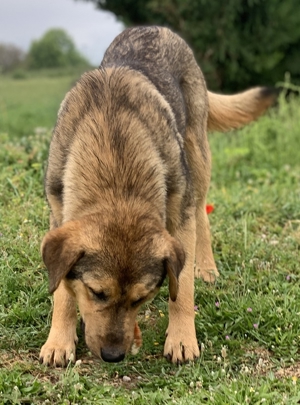 Bruno, geb. ca. 05/2020, lebt in GRIECHENLAND, auf einer privaten Pflegestelle Bild 16