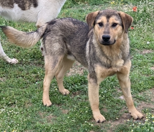 Bruno, geb. ca. 05/2020, lebt in GRIECHENLAND, auf einer privaten Pflegestelle Bild 6