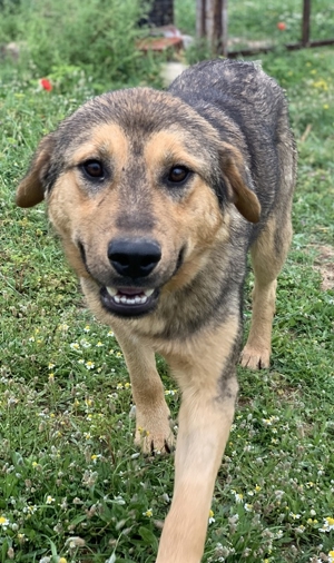 Bruno, geb. ca. 05/2020, lebt in GRIECHENLAND, auf einer privaten Pflegestelle Bild 3