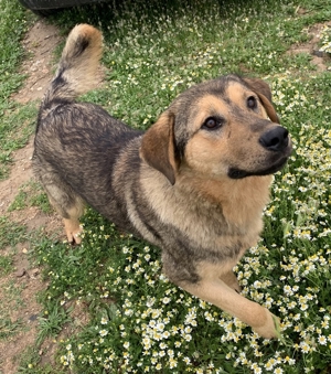 Bruno, geb. ca. 05/2020, lebt in GRIECHENLAND, auf einer privaten Pflegestelle Bild 12