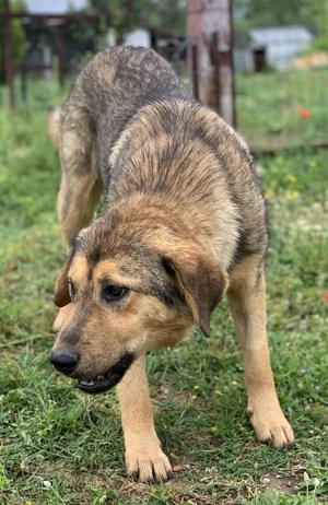 Bruno, geb. ca. 05/2020, lebt in GRIECHENLAND, auf einer privaten Pflegestelle Bild 14