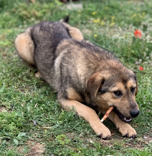 Bruno, geb. ca. 05/2020, lebt in GRIECHENLAND, auf einer privaten Pflegestelle Bild 13