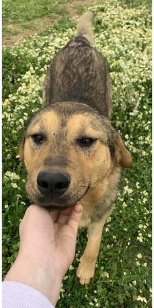 Bruno, geb. ca. 05/2020, lebt in GRIECHENLAND, auf einer privaten Pflegestelle Bild 9