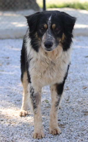 Bente, geb. ca. 04 2020, lebt in GRIECHENLAND, im städt. Tierheim Serres Bild 6