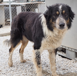 Bente, geb. ca. 04 2020, lebt in GRIECHENLAND, im städt. Tierheim Serres Bild 10