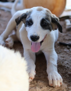 Chad, geb. ca. 07/2022, in GRIECHENLAND, auf Gelände, auf dem Hunde notdürftig versorgt werden Bild 5