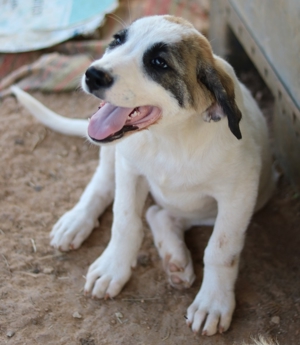 Chad, geb. ca. 07/2022, in GRIECHENLAND, auf Gelände, auf dem Hunde notdürftig versorgt werden Bild 16
