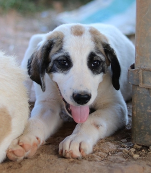 Chad, geb. ca. 07/2022, in GRIECHENLAND, auf Gelände, auf dem Hunde notdürftig versorgt werden Bild 17