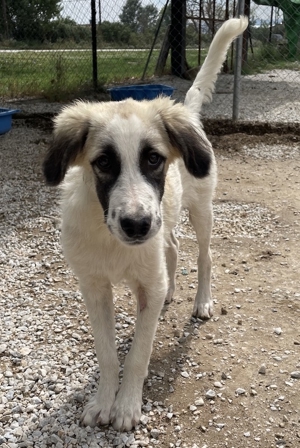 Bo, geb. ca. 05 2022, lebt in GRIECHENLAND, im städt. Tierheim Serres Bild 3