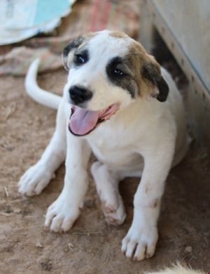 Chad, geb. ca. 07/2022, in GRIECHENLAND, auf Gelände, auf dem Hunde notdürftig versorgt werden Bild 15