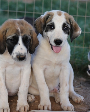 Chad, geb. ca. 07/2022, in GRIECHENLAND, auf Gelände, auf dem Hunde notdürftig versorgt werden Bild 9