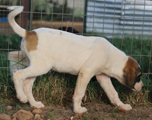 Chad, geb. ca. 07/2022, in GRIECHENLAND, auf Gelände, auf dem Hunde notdürftig versorgt werden Bild 3