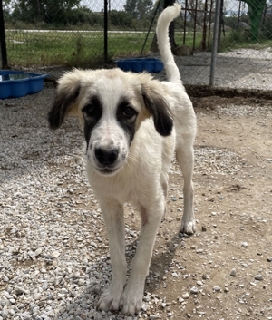 Bo, geb. ca. 05 2022, lebt in GRIECHENLAND, im städt. Tierheim Serres Bild 2