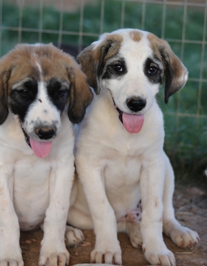 Chad, geb. ca. 07/2022, in GRIECHENLAND, auf Gelände, auf dem Hunde notdürftig versorgt werden Bild 8