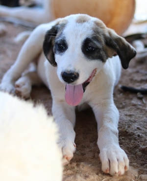 Chad, geb. ca. 07/2022, in GRIECHENLAND, auf Gelände, auf dem Hunde notdürftig versorgt werden Bild 6