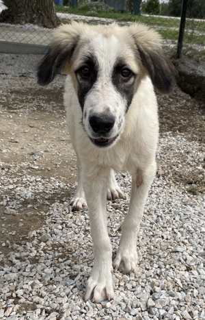 Bo, geb. ca. 05 2022, lebt in GRIECHENLAND, im städt. Tierheim Serres Bild 7