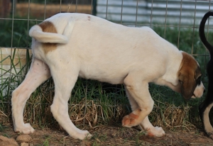 Chad, geb. ca. 07/2022, in GRIECHENLAND, auf Gelände, auf dem Hunde notdürftig versorgt werden Bild 4