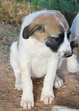 Chad, geb. ca. 07/2022, in GRIECHENLAND, auf Gelände, auf dem Hunde notdürftig versorgt werden Bild 7