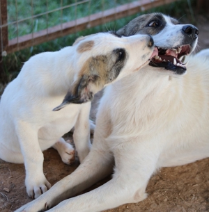 Chad, geb. ca. 07/2022, in GRIECHENLAND, auf Gelände, auf dem Hunde notdürftig versorgt werden Bild 13