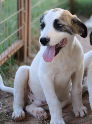 Chad, geb. ca. 07/2022, in GRIECHENLAND, auf Gelände, auf dem Hunde notdürftig versorgt werden Bild 14