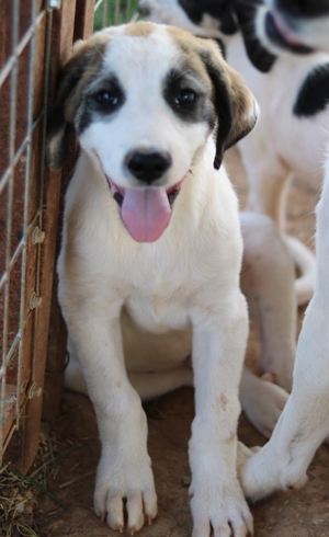 Chad, geb. ca. 07/2022, in GRIECHENLAND, auf Gelände, auf dem Hunde notdürftig versorgt werden Bild 2
