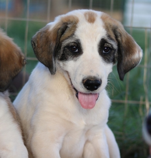 Chad, geb. ca. 07/2022, in GRIECHENLAND, auf Gelände, auf dem Hunde notdürftig versorgt werden Bild 11