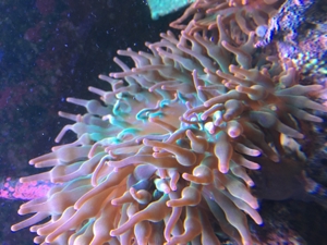 Korallen Anemone Sunburst Entacmaea quadricolor Meerwasser Aquarium Bild 1