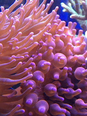 Korallen Anemone Sunburst Entacmaea quadricolor Meerwasser Aquarium Bild 2