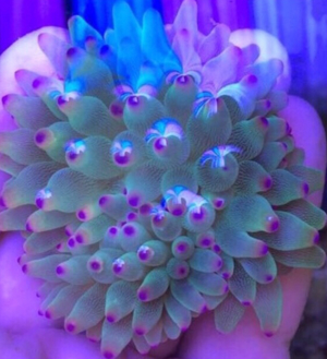 Korallen Anemone Sunburst Entacmaea quadricolor Meerwasser Aquarium Bild 3