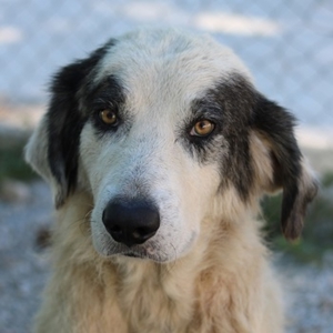 Günter, geb. ca. 09/2018, lebt in GRIECHENLAND, im städt. Tierheim Serres