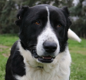 Eddy, geb. ca. 01/2018, lebt in GRIECHENLAND, im städt. Tierheim Serres Bild 16