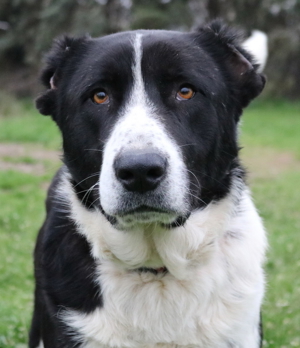 Eddy, geb. ca. 01/2018, lebt in GRIECHENLAND, im städt. Tierheim Serres Bild 17