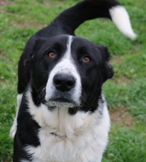 Eddy, geb. ca. 01/2018, lebt in GRIECHENLAND, im städt. Tierheim Serres Bild 10