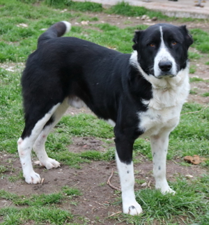 Eddy, geb. ca. 01/2018, lebt in GRIECHENLAND, im städt. Tierheim Serres Bild 13