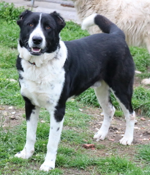 Eddy, geb. ca. 01/2018, lebt in GRIECHENLAND, im städt. Tierheim Serres Bild 2