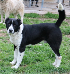 Eddy, geb. ca. 01/2018, lebt in GRIECHENLAND, im städt. Tierheim Serres Bild 6