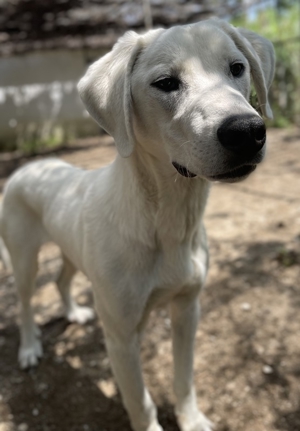 Hasko, geb. ca. 12/2021, lebt in GRIECHENLAND, auf einer privaten Pflegestelle Bild 11