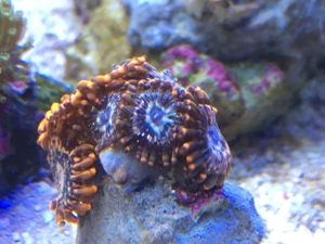 Zoas Zoanthus Korallen Meerwasser Aquarium