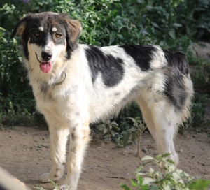 Valonca, geb. ca. 04 2022, lebt in GRIECHENLAND, im städt. Tierheim Serres Bild 15