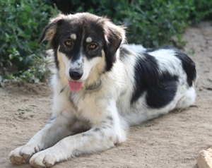 Valonca, geb. ca. 04 2022, lebt in GRIECHENLAND, im städt. Tierheim Serres Bild 7