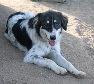 Valonca, geb. ca. 04 2022, lebt in GRIECHENLAND, im städt. Tierheim Serres Bild 8