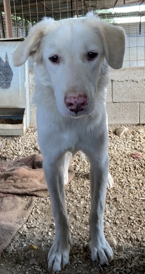 Zendaya, geb. ca. 12 2021, lebt in GRIECHENLAND, im städt. Tierheim Serres Bild 2