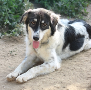 Valonca, geb. ca. 04 2022, lebt in GRIECHENLAND, im städt. Tierheim Serres Bild 14