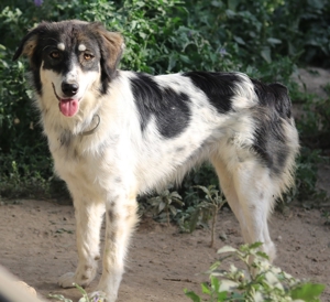 Valonca, geb. ca. 04 2022, lebt in GRIECHENLAND, im städt. Tierheim Serres Bild 16
