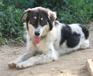 Valonca, geb. ca. 04 2022, lebt in GRIECHENLAND, im städt. Tierheim Serres Bild 13