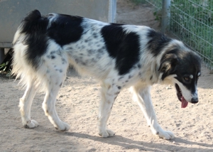 Valonca, geb. ca. 04 2022, lebt in GRIECHENLAND, im städt. Tierheim Serres Bild 9